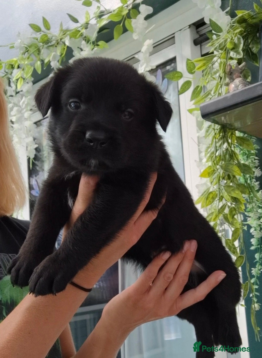 Sheprador dogs K.C registered German Shepherd × Labrodore pups  - Advert 1