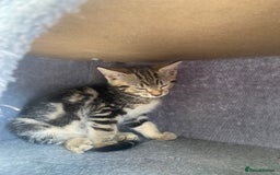 Mixed Breed cats for sale: Adorable kittens looking for their forever home 🐾 - Image 7