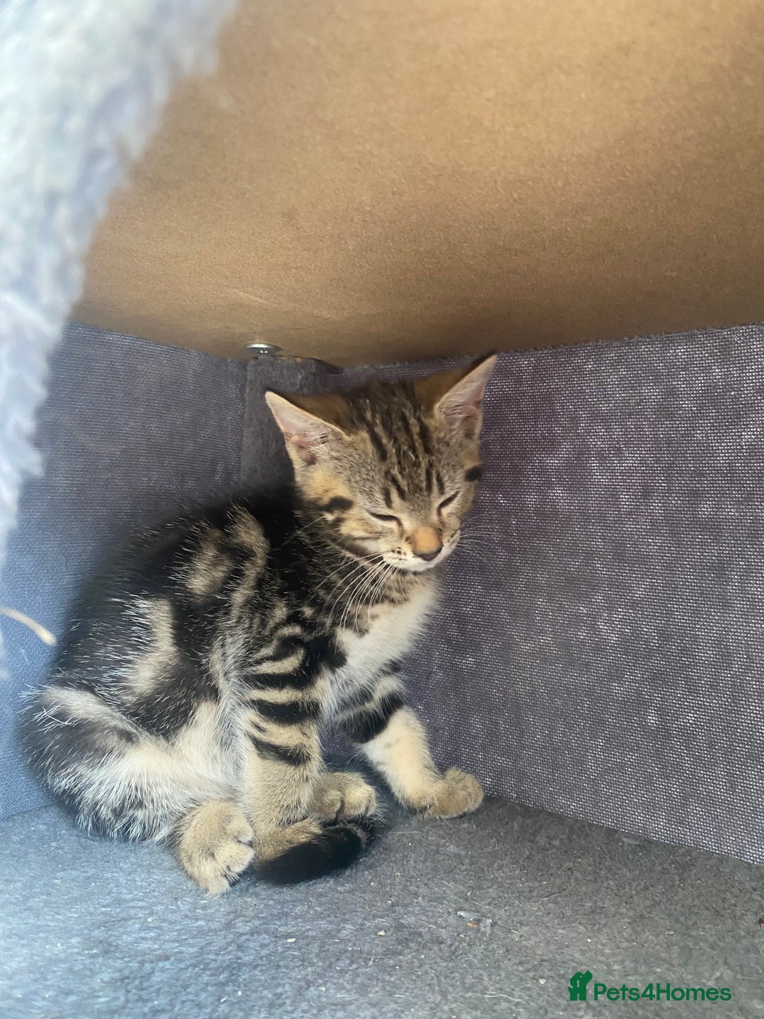 Mixed Breed cats for sale: Adorable kittens looking for their forever home 🐾 - Image 7