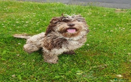 Cockapoo dogs for sale: Brown merle cockapoo girl 1 year 7 months old - Image 4