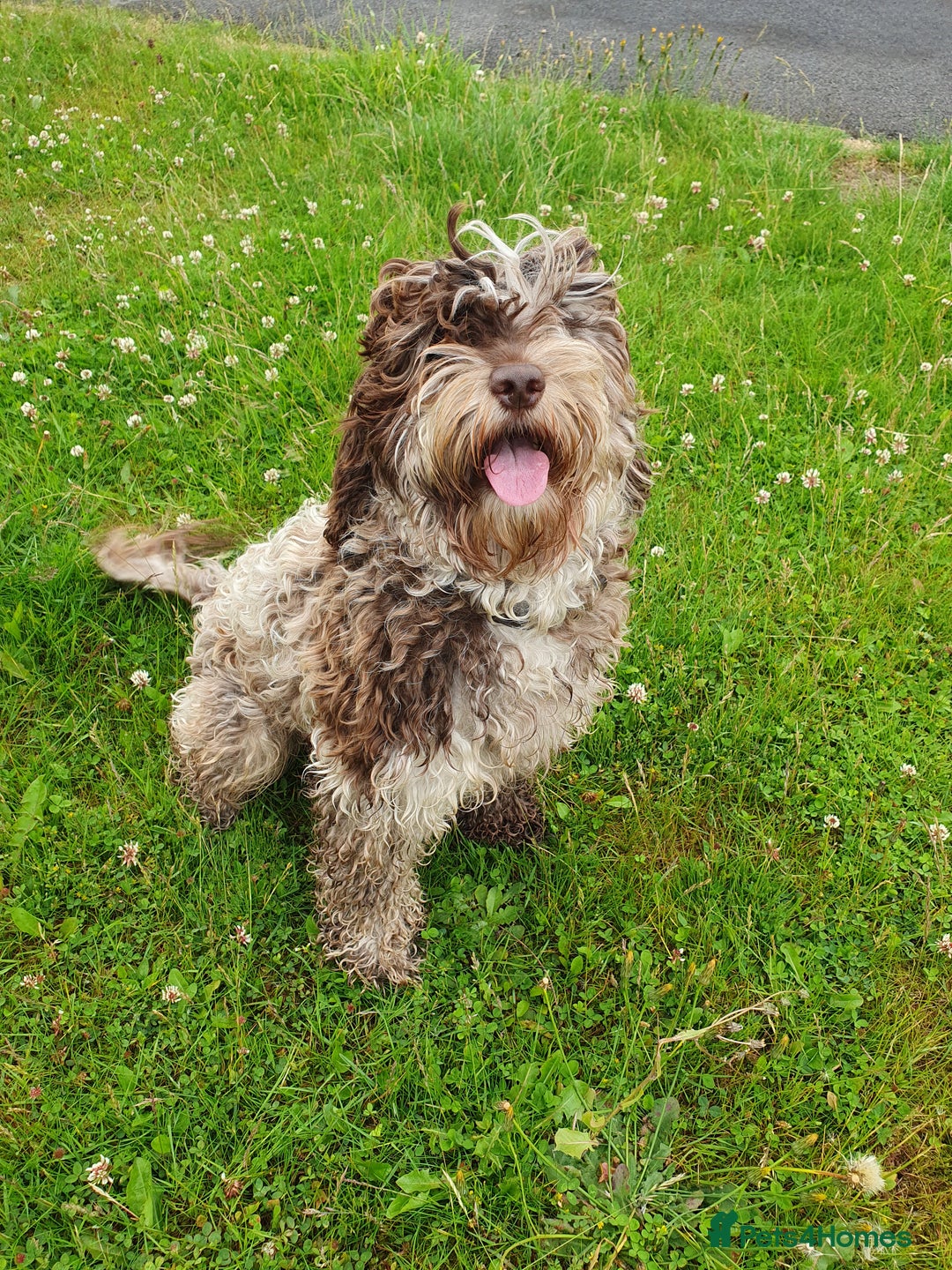 Cockapoo dogs for sale: Brown merle cockapoo girl 1 year 7 months old - Image 4