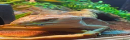 Skink reptiles for sale: Ernie the Blue tongued skink  - Advert 3