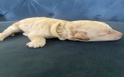 Miniature Poodle dogs for sale: Bred for temperament , health and quality. - Image 26