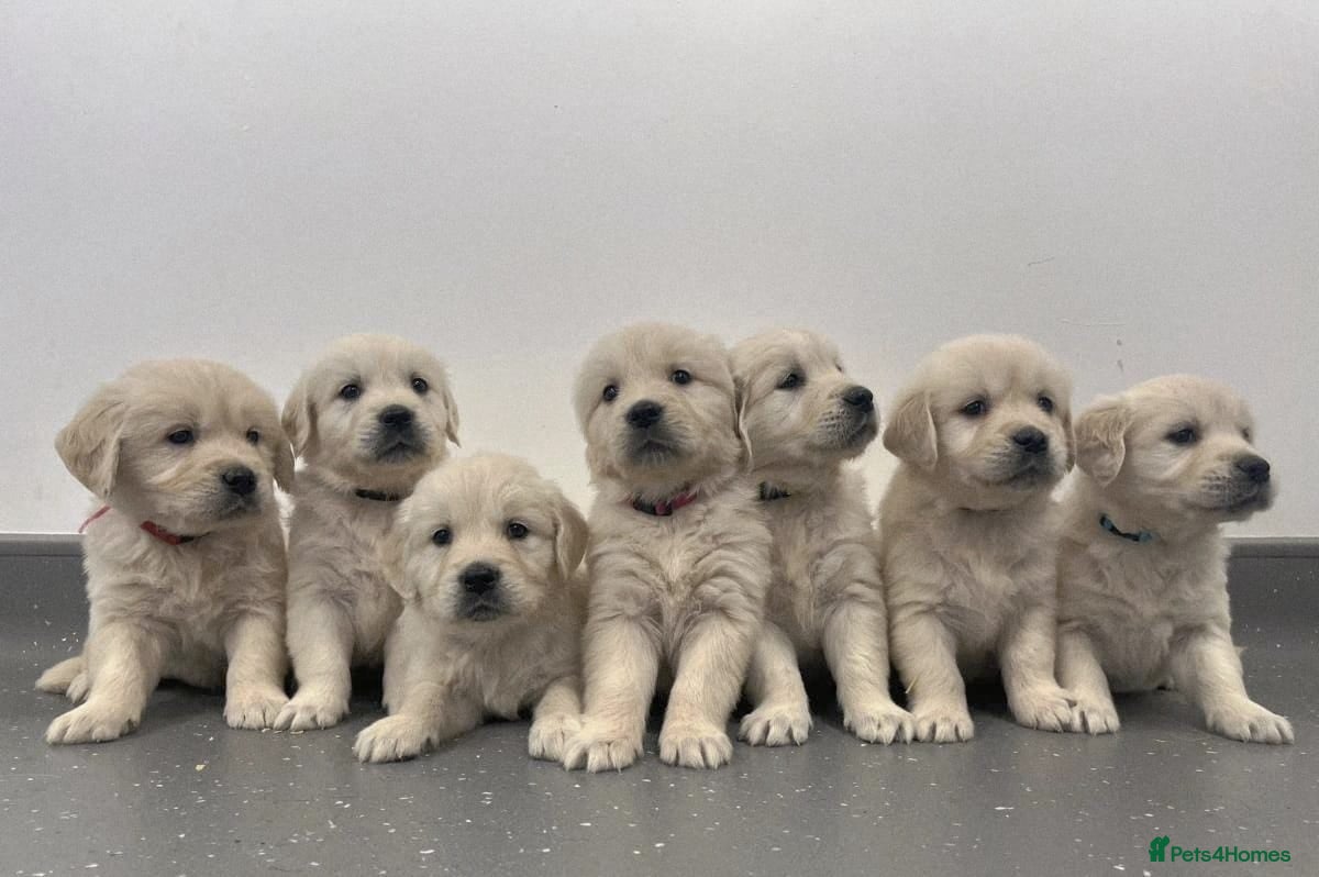 Golden Retriever dogs Stunning Golden Retrievers - Advert 2