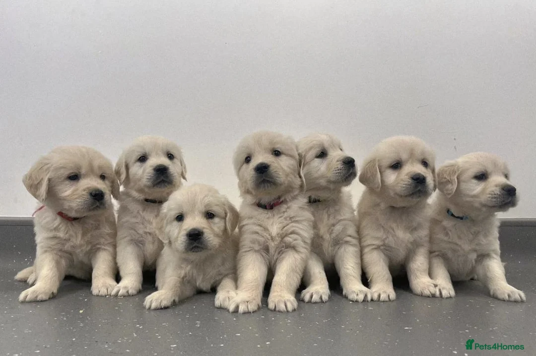 Golden Retriever dogs for sale: Stunning Golden Retrievers - Advert 1