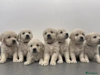 Golden Retriever dogs Stunning Golden Retrievers - Advert 1