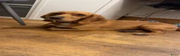 Bocker dogs for sale: Ginger the bocker - Advert 3