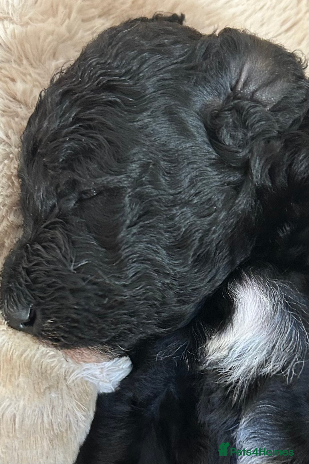 Standard Poodle dogs for sale: Poodle puppies - Advert 6