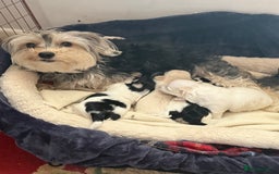 Morkie dogs for sale: +44 7794 219509 Mini morkie for sale  - Image 3