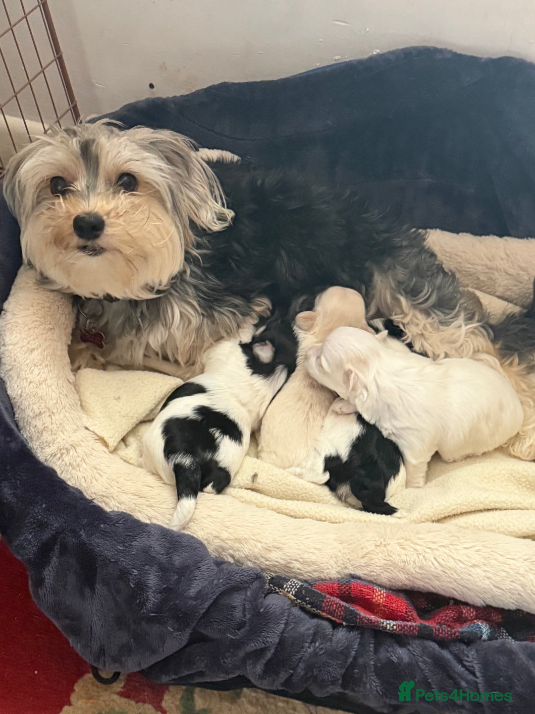 Morkie dogs for sale: +44 7794 219509 Mini morkie for sale  - Image 3