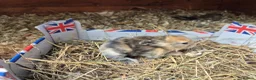Lionhead rabbits for sale: Double Mane Lionhead Bunnies  - Advert 9