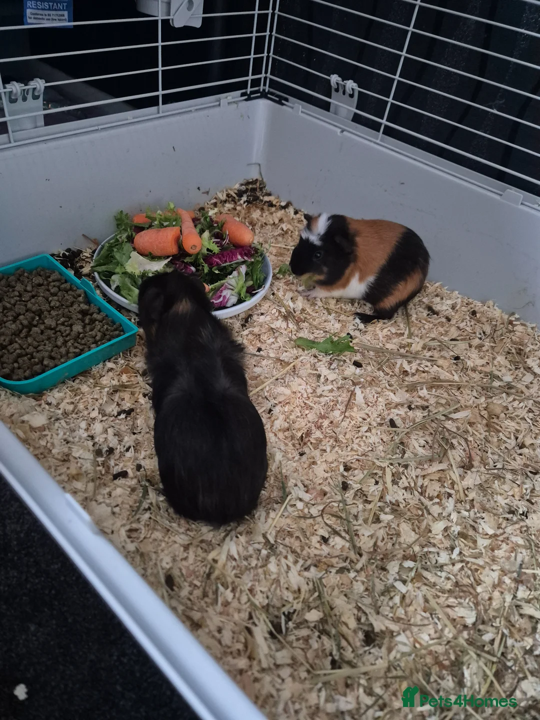 Guinea Pig rodents for sale: 2x Guinea Pigs & Cage - Advert 2