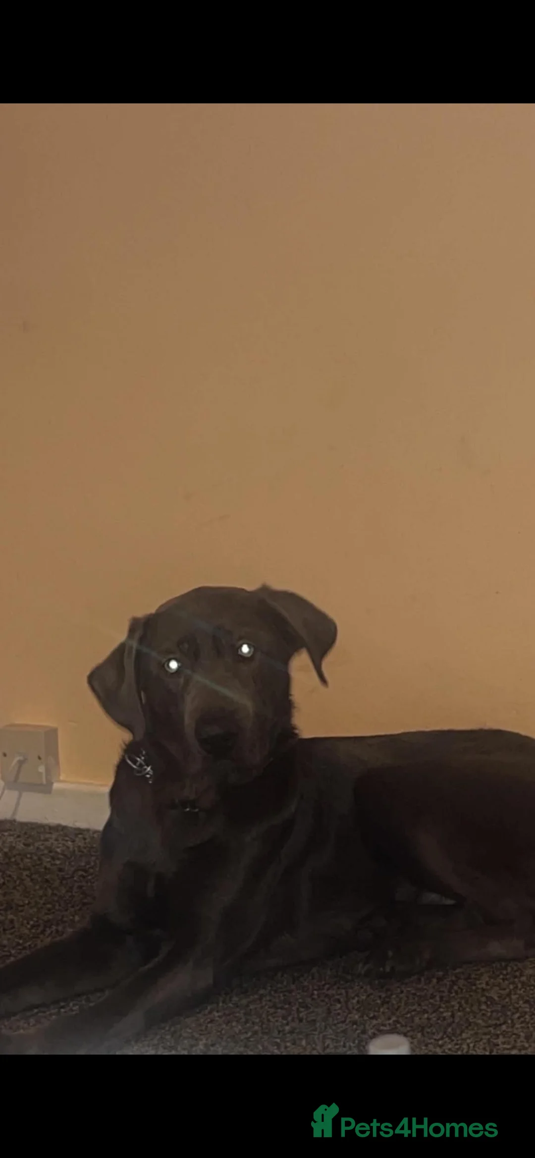 Labrador Retriever dogs for sale: Pumba  - Advert 3