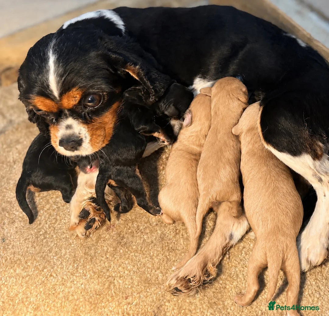 Cavapoo dogs for sale: F1 Cavapoo puppies !!! - Advert 13
