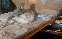 Bearded Dragon reptiles for sale: Bearded dragon for sale - Advert 1