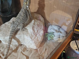 Bearded Dragon reptiles for sale: Bearded dragon for sale - Advert 1
