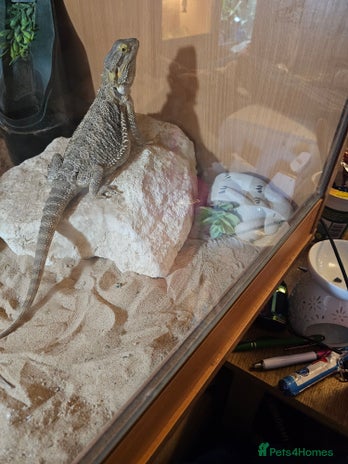 Bearded Dragon reptiles Bearded dragon for sale - Advert 1