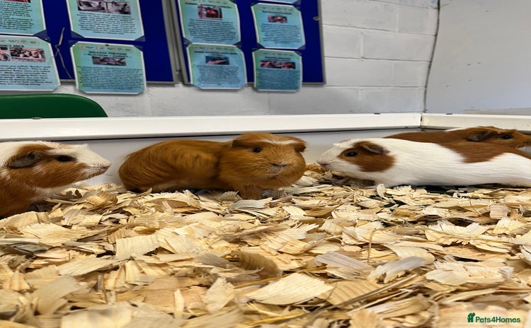Guinea Pig rodents Four Handsome Guinea pigs - Advert 1