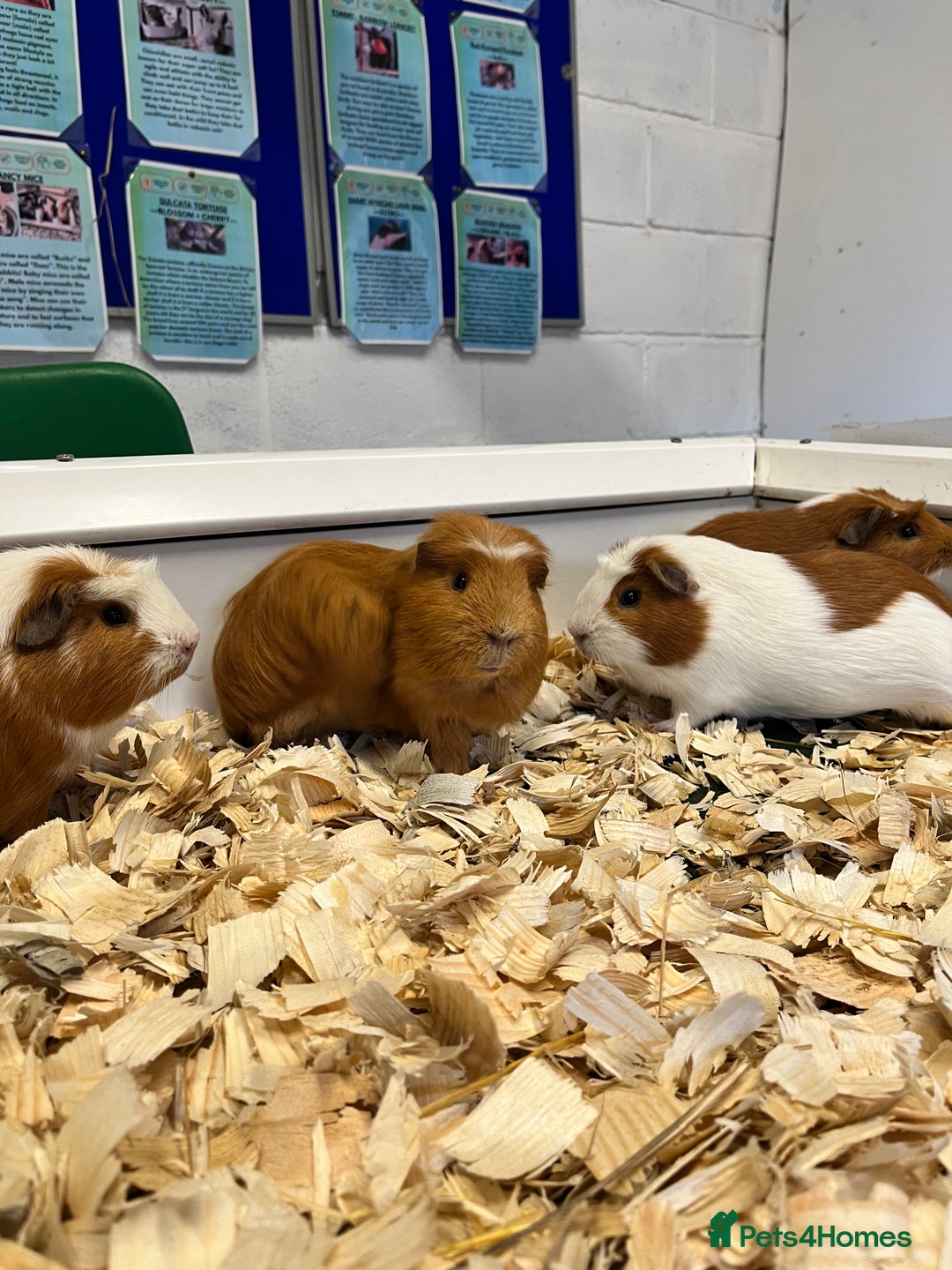 Guinea Pig rodents for sale: Four Handsome Guinea pigs - Advert 1