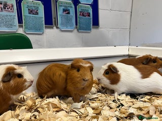 Guinea Pig rodents Four Handsome Guinea pigs - Advert 1