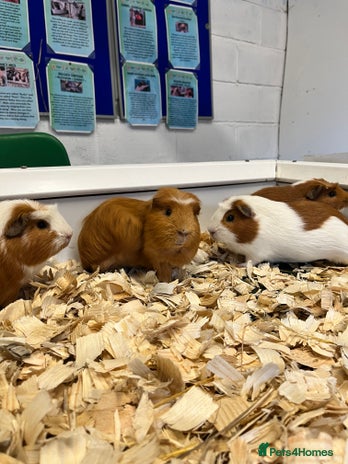 Guinea Pig rodents Four Handsome Guinea pigs - Advert 1