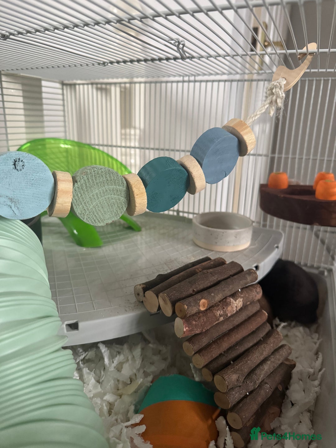 Hamster rodents for sale: Male Syrian hamster + cage setup  - Advert 2