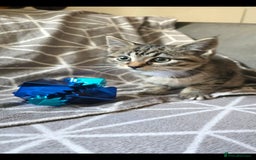 Sphynx cats for sale: Sphynx maincoon mix - Image 8