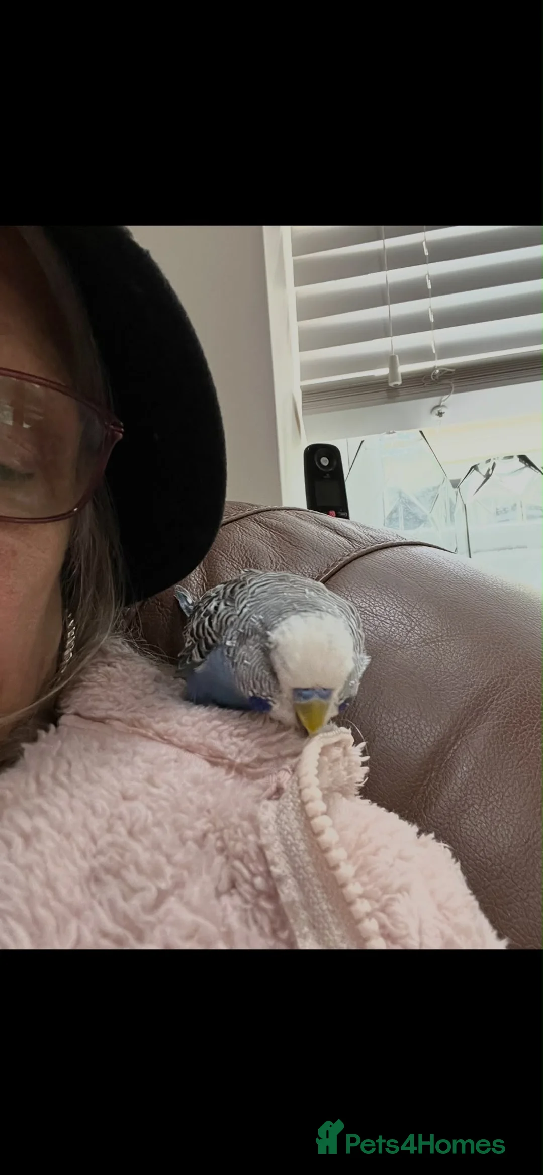 Budgerigars birds for sale: Male Budgie  in Wakefield - Advert 3
