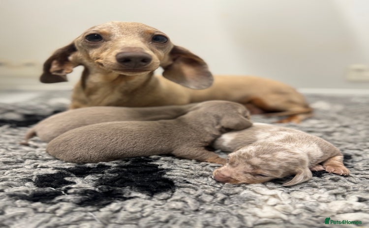 Miniature Dachshund dogs - Advert 2