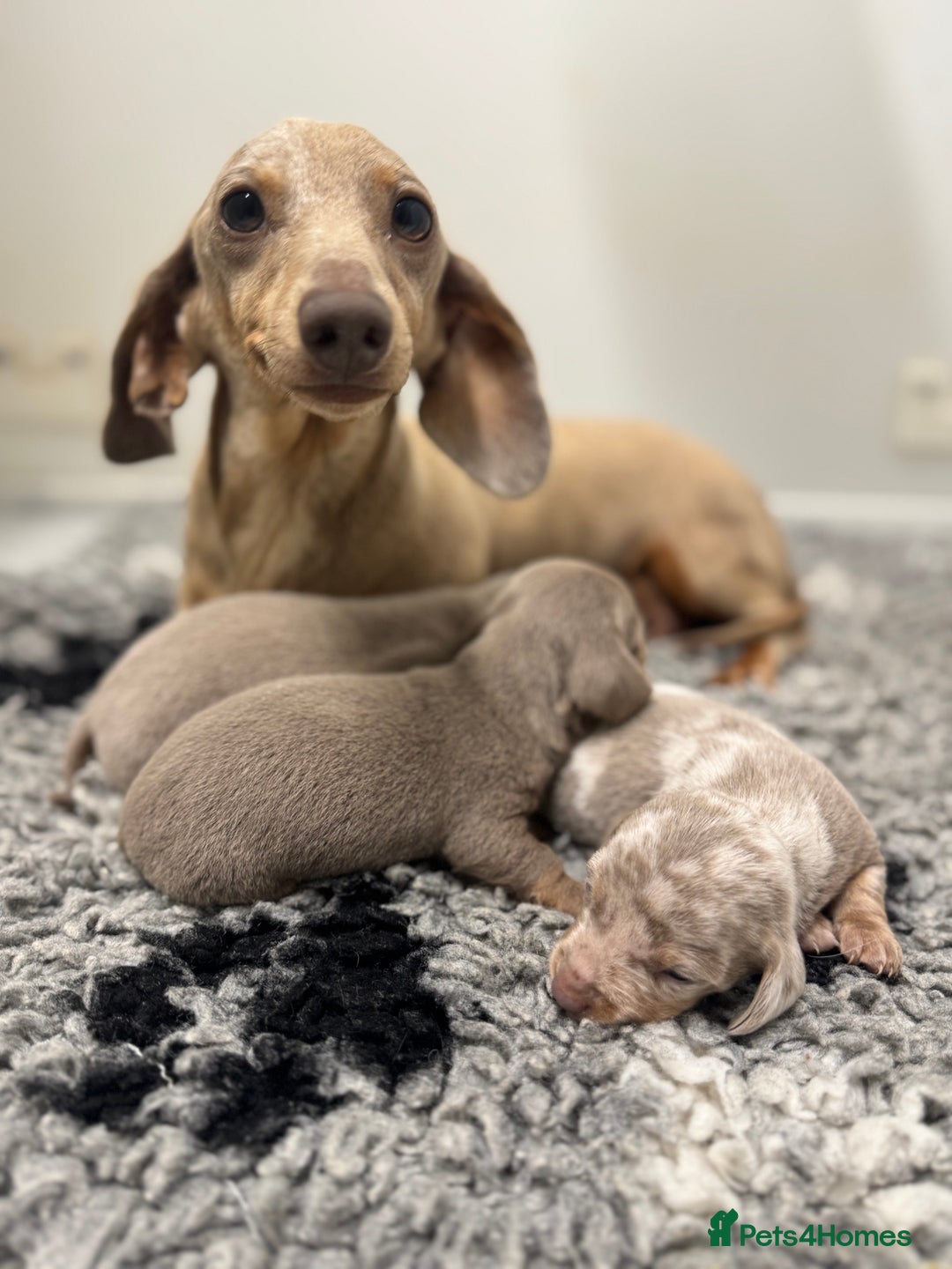 Miniature Dachshund dogs for sale: 5⭐️ Licensed. Kc registered tiny mini Daxis  - Image 1