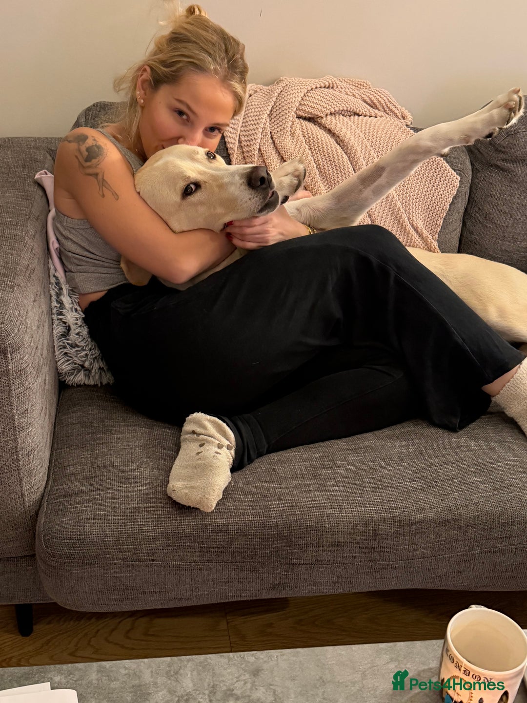 Labrador Retriever dogs for sale: Labrador Looking for His Forever Home - Image 15