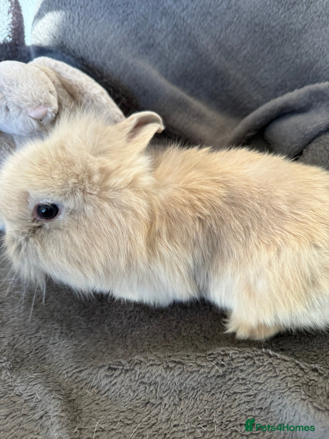 Mixed Breed rabbits for sale: Beautiful friendly baby bunnies ready in 4 weeks  - Advert 26