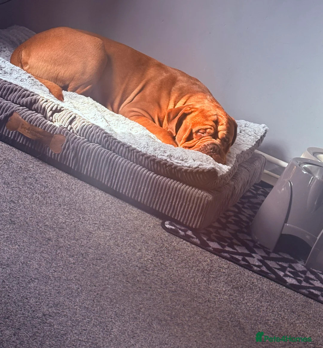 Mastiff dogs for sale: Ronnie  - Advert 1