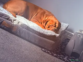 Mastiff dogs Ronnie - Advert 1