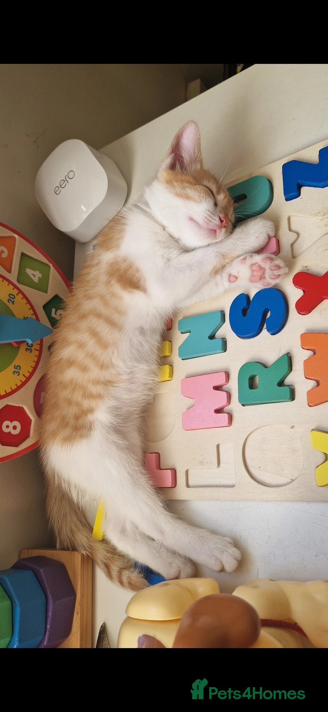 Domestic Shorthair cats for sale: Kittens in Oxford - Image 14