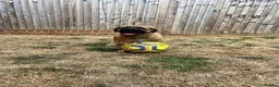 Mixed Breed dogs for sale: Douge De Bordeaux X German Shepard's - Advert 8