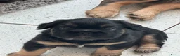French Bulldog dogs for sale: Fluffy Frenchies - Advert 11