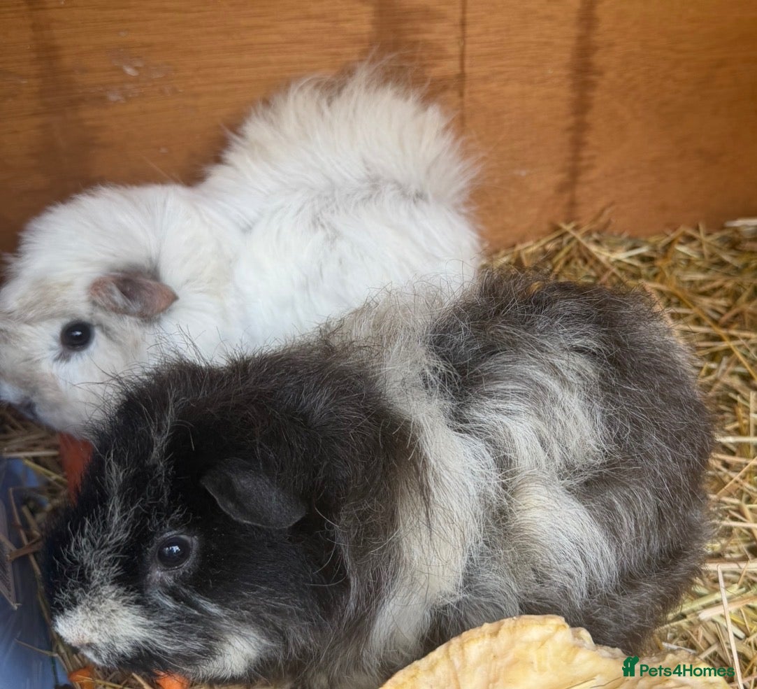 Guinea Pig rodents Two 1 year old long haired Female guinea pigs - Advert 13
