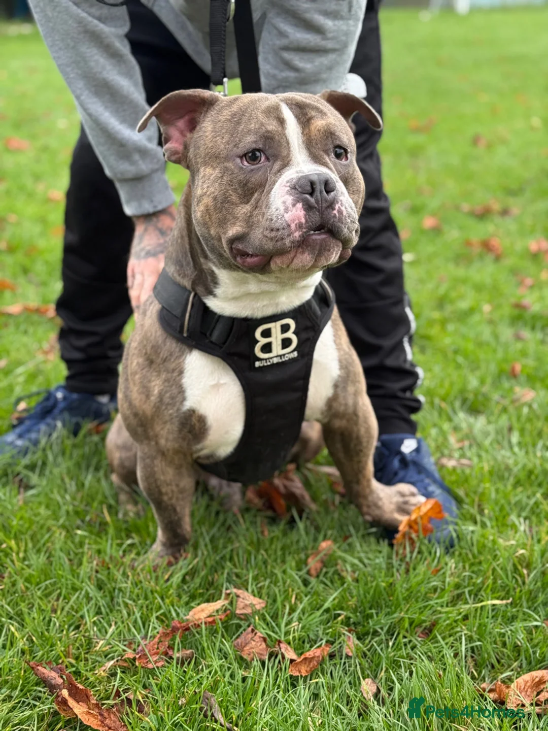 American Bully dogs for stud: Diesel 🐶 - Advert 4