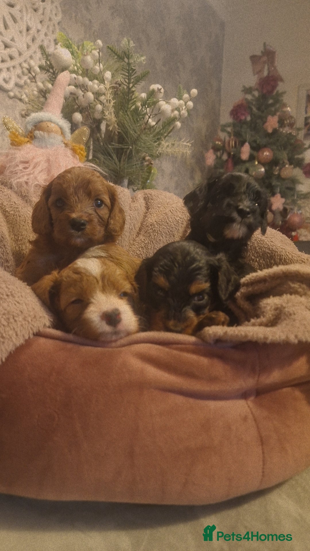 Cavapoo dogs for sale: Beautiful cavapoo puppies  - Advert 8