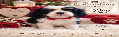 Cavalier King Charles Spaniel 2