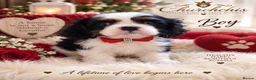 Cavalier King Charles Spaniel dogs for sale: 5* Licensed RKC H/T Gorgeous Cavalier KC - Advert 31
