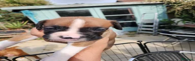 Boxer 1