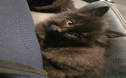 Mixed Breed cats for sale:  ✨ 3 Female Kittens Looking for Forever Homes ✨ - Advert 7