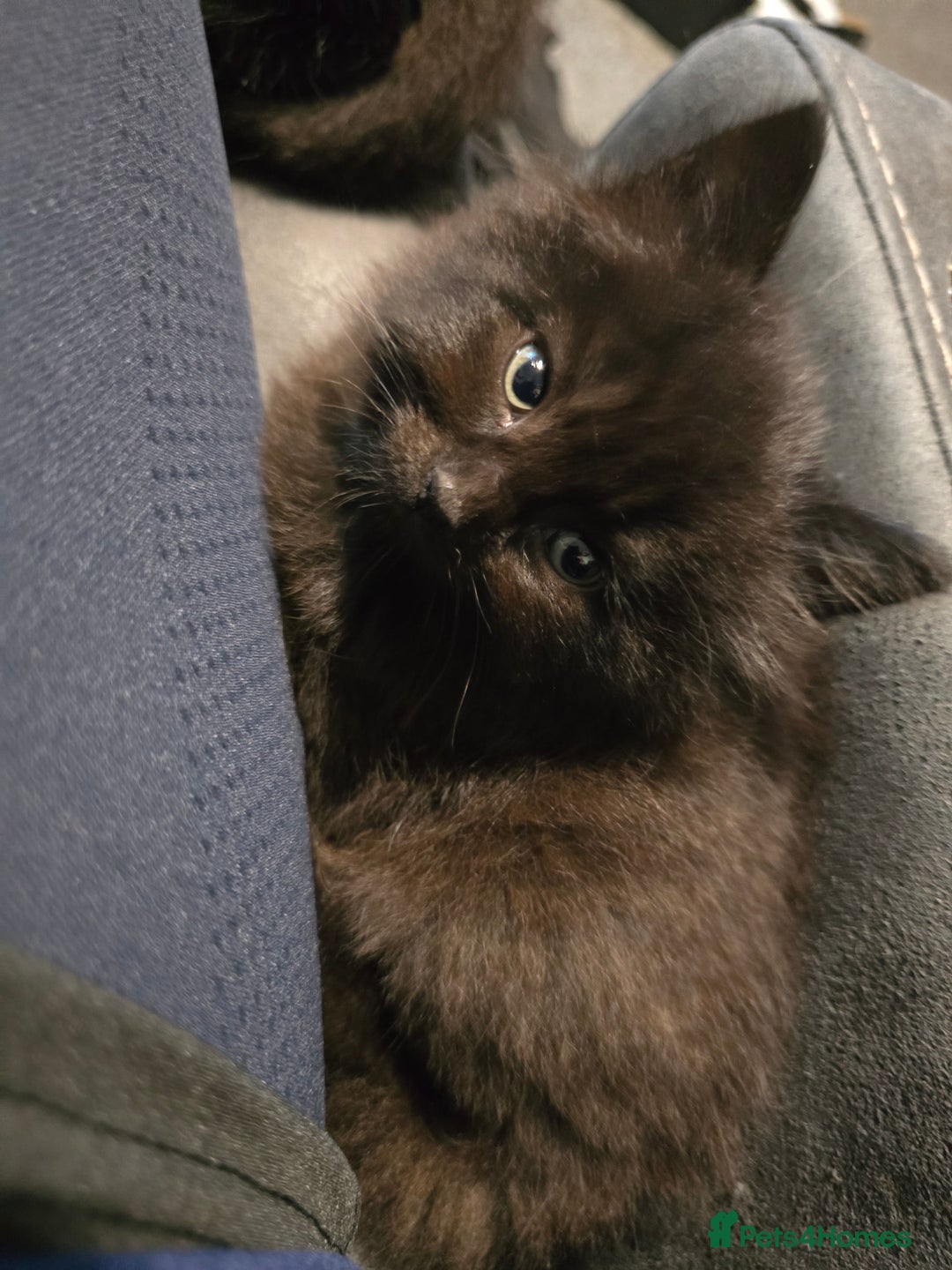 Mixed Breed cats for sale:  ✨ 3 Female Kittens Looking for Forever Homes ✨ - Advert 7