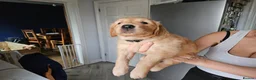 Golden Retriever dogs for sale: Golden Retriever Puppies for Sale - Advert 3