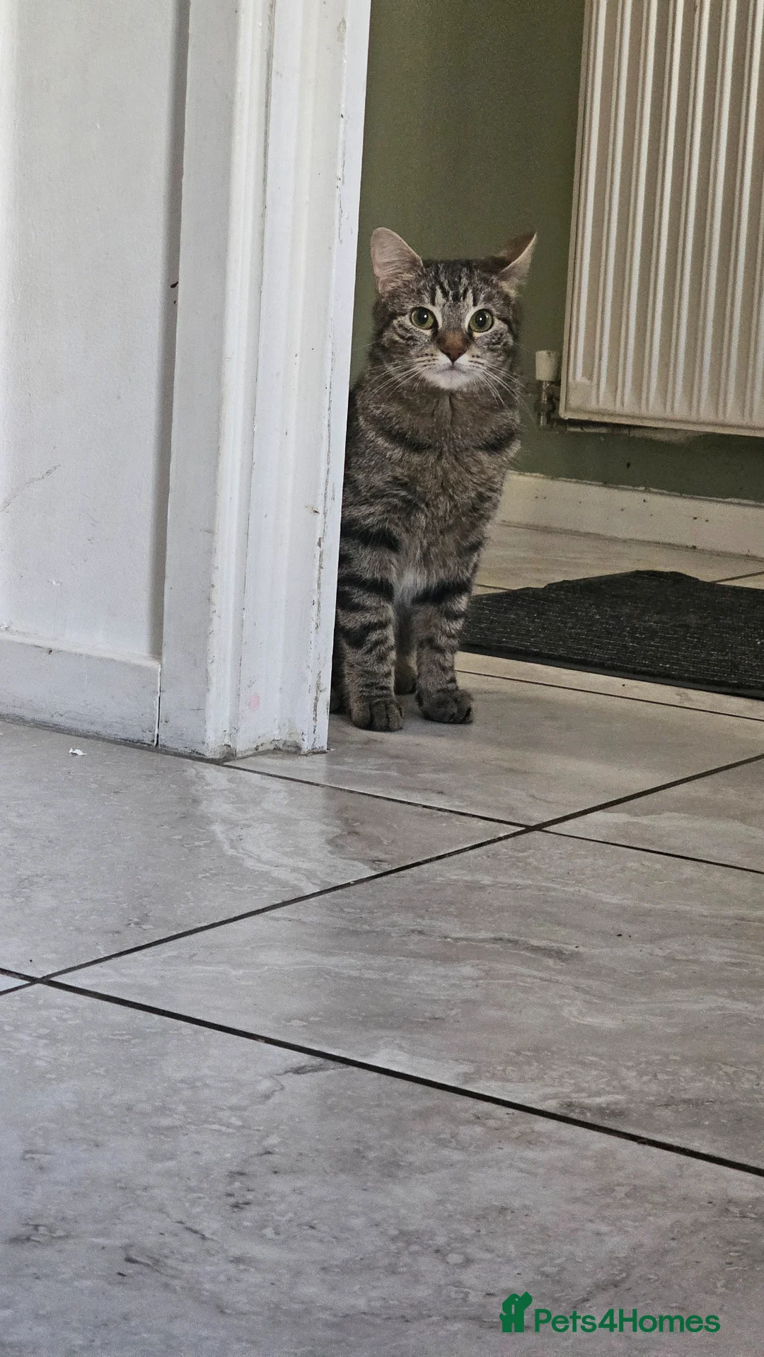 Mixed Breed cats for sale: Beautiful tabby - Advert 2