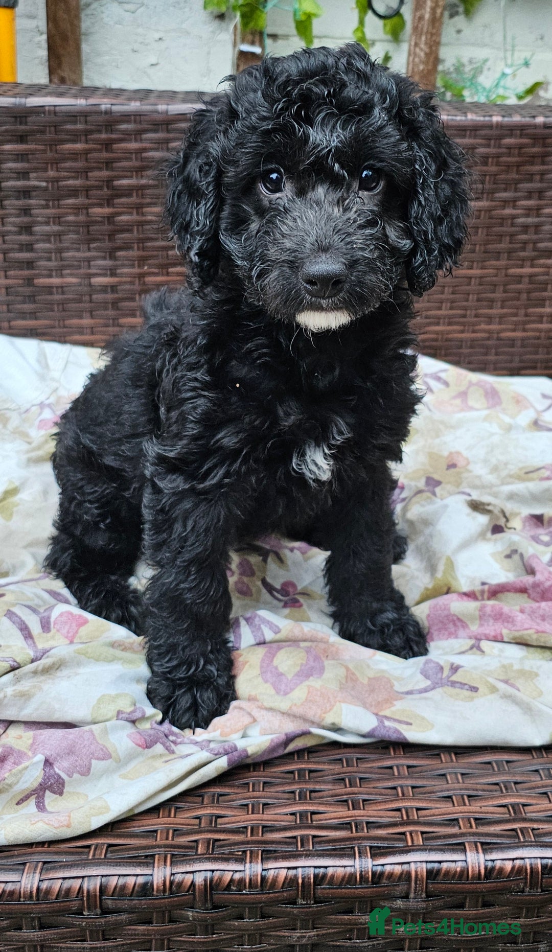Cockapoo dogs for sale: Cockapoo Puppies - Ready now - Image 10