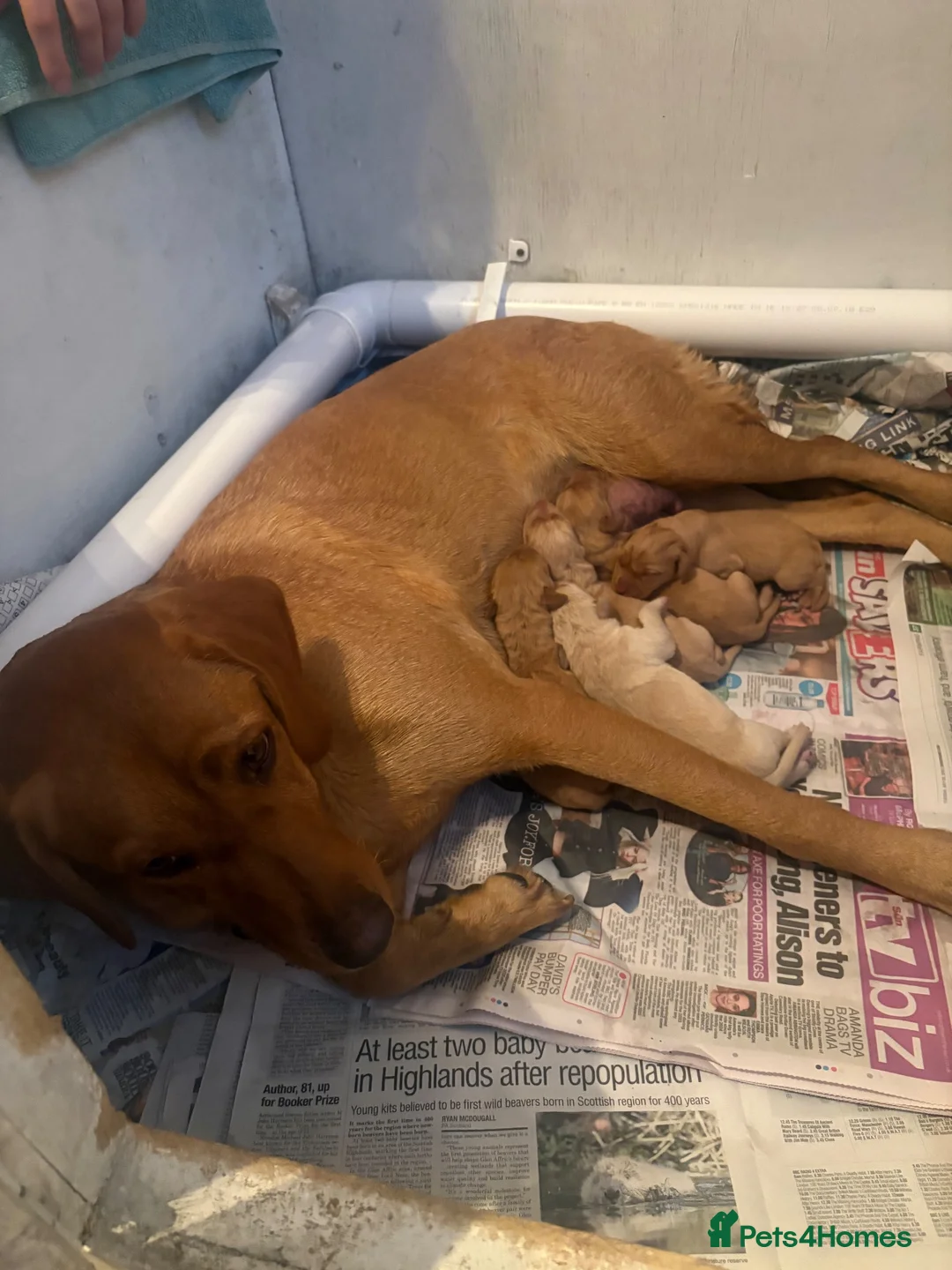 Labrador Retriever dogs for sale: Stunning fox red/dark yellow Labradors in Shrewsbury - Advert 2