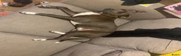 Staffordshire Bull Terrier dogs for sale: Frida  in Doncaster - Advert 6